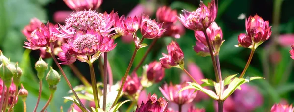 Schöne Und Lebhaft Bunte Blumenporträts — Stockfoto