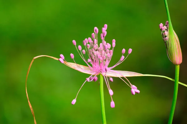 Schöne Und Lebhaft Bunte Blumenporträts — Stockfoto