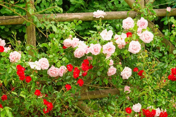 stock image close up view of beautiful blooming flowers