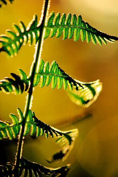 Молоде Зелене Листя Папороті Вид Крупним Планом — стокове фото