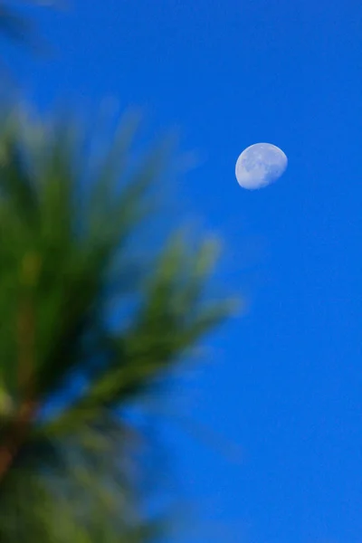 Luna Cielo Vista Través Ramas Árboles — Foto de Stock
