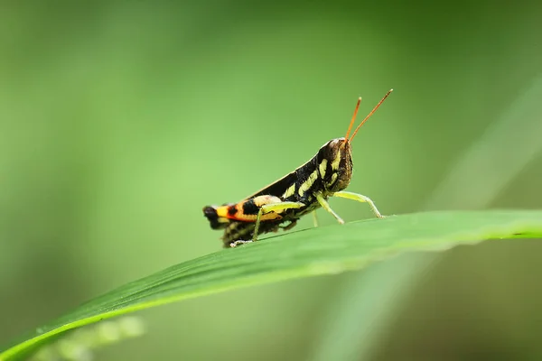 Black Grasshopper Leaf — Stock Photo, Image