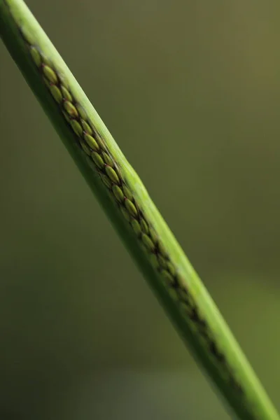 Beautiful Green Weeds Close — Stock Photo, Image