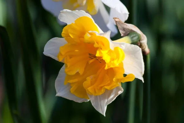 Zblízka Pohled Krásnou Kvetoucí Květinu — Stock fotografie