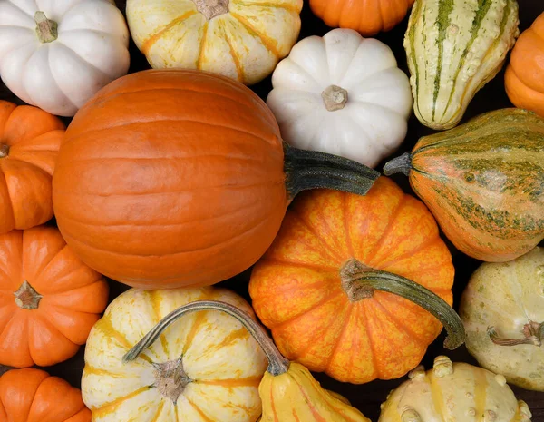 Group Assorted Pumpkin Gourds Squash — Stock Fotó