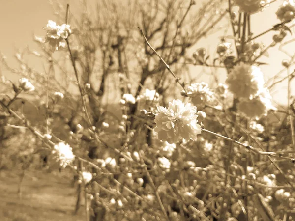 Çiçekler Çok Güzel Yaz Zamanı Konsepti — Stok fotoğraf