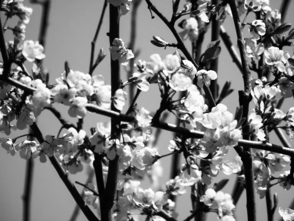 Mooie Bloeiende Eerste Lente Bloemen — Stockfoto