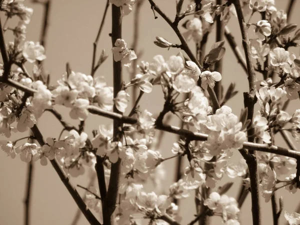 Красивые Цветущие Первые Весенние Цветы — стоковое фото