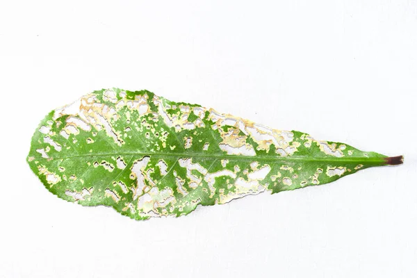 Green leaf damaged by worms or larvae with selective focus on white cloth background