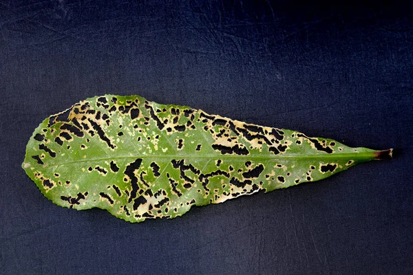 Green Leaf Damaged Worms Larvae Selective Focus Black Cloth Background — Stock Photo, Image
