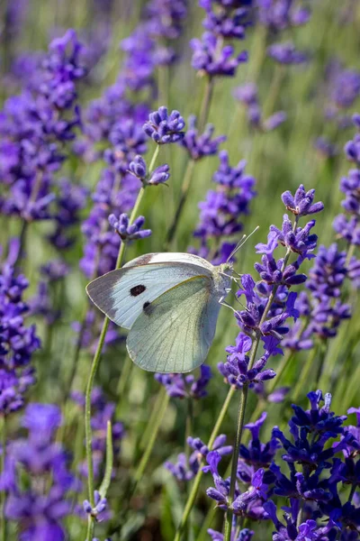 Kohlweißling Pieris Brassicae Auf Einer Lavendelblüte — Stockfoto