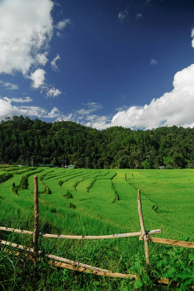 Terrenos Arroz Mae Chaem District Chiang Mai Tailandia —  Fotos de Stock