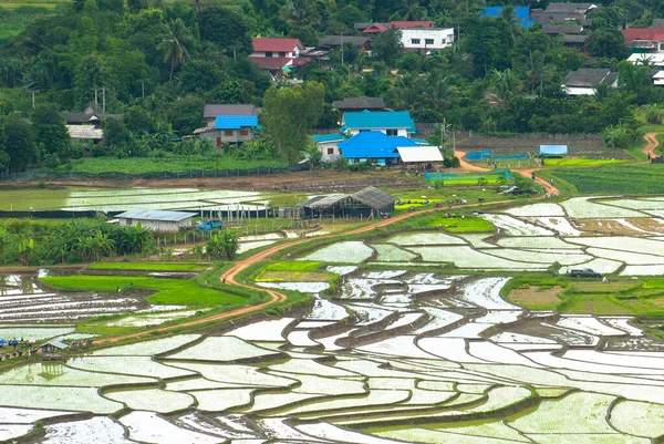 Vysoký Pohled Rýžové Terasy Mae Chaem Chiang Mai — Stock fotografie