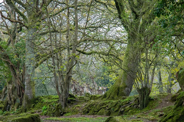 Herd Shy Fallow Deer Cornwall — Stock Photo, Image