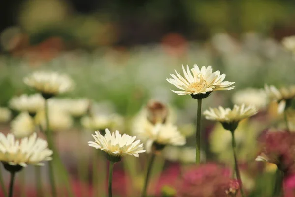 White Chrysanthemums Bloom Bouquet Garden — Photo