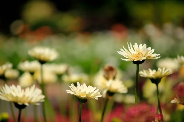 庭の花束に白い菊が咲きます — ストック写真