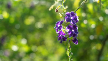 Güzel çiçeklerin güzel manzarasını kapat.
