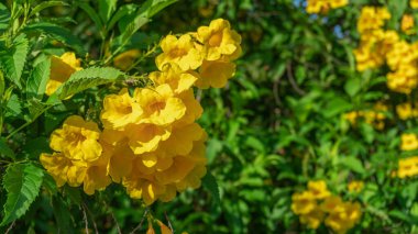 Güzel çiçeklerin güzel manzarasını kapat.