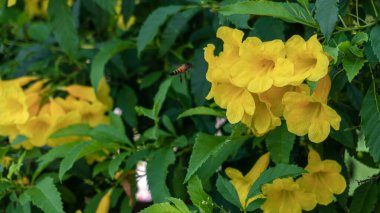 Güzel çiçeklerin güzel manzarasını kapat.