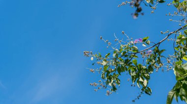 Güzel çiçekler, yakın görüş, doğa ve bitki konsepti