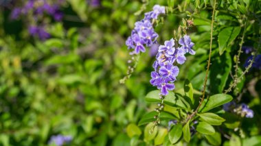 Güzel çiçeklerin güzel manzarasını kapat.