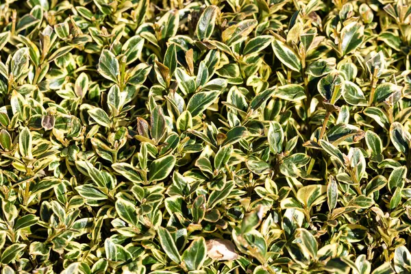 Buxus Sempervirens Marginata