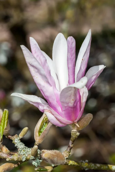 Bellissimi Fiori Magnolia Fiore Concetto Floreale — Foto Stock