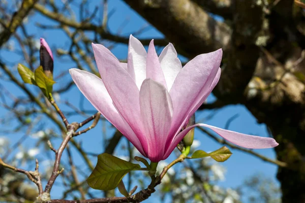 Vackra Blommande Magnolia Blommor Blommigt Koncept — Stockfoto