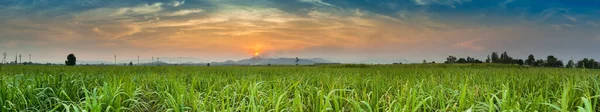 Zachód Słońca Powyżej Zielonego Pola Kukurydzy — Zdjęcie stockowe