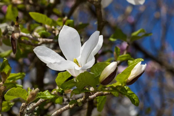 Schöne Blühende Magnolienblüten Florales Konzept — Stockfoto