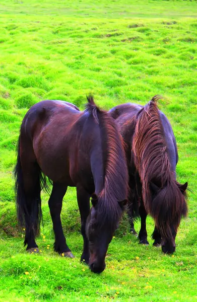 Icelandic Horses Iceland Animals — Stock Photo, Image