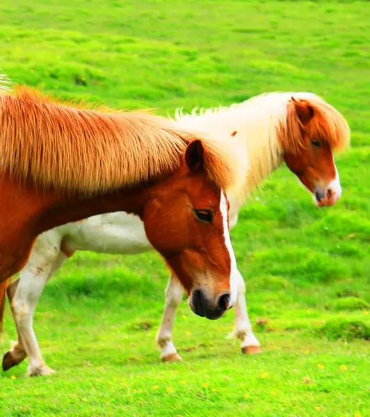 Icelandic Horses Iceland Animals — Stock Photo, Image