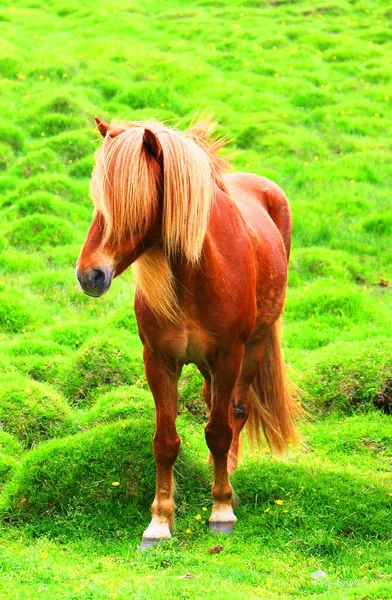 Beautiful Horse Field — Stock Photo, Image