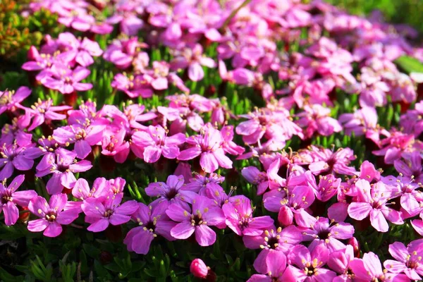 Närbild Vackra Blommande Blommor Begreppet Sommartid — Stockfoto