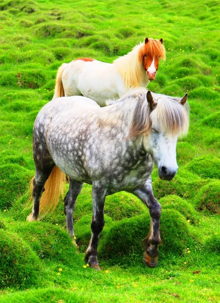 Horses Green Pasture — Stock Photo, Image