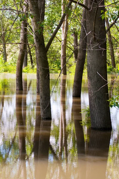 Flooded Trees Spring Season — Stock Photo, Image