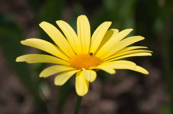Käfer Auf Gelber Blume — Stockfoto