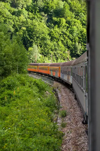 Trem Floresta — Fotografia de Stock