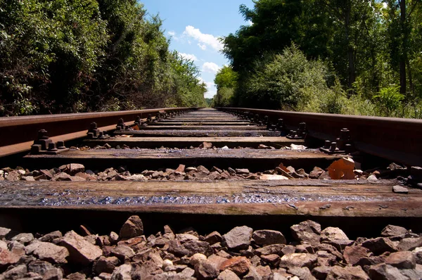 Old Rusty Train Tracks Trees Sides — Stock Photo, Image