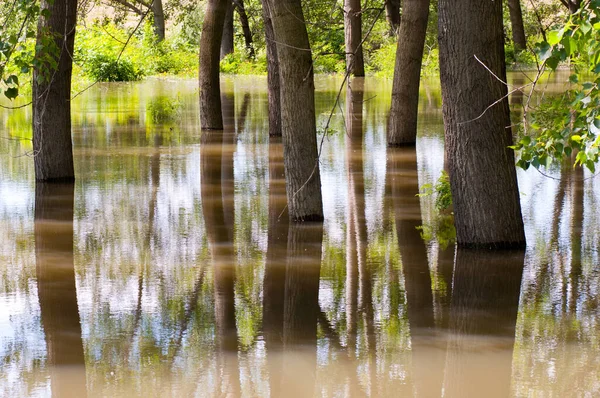 Zaplavené Stromy Během Jarního Období — Stock fotografie