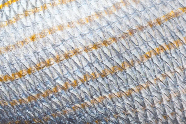 Fish Scales Texture Background — Stock Photo, Image