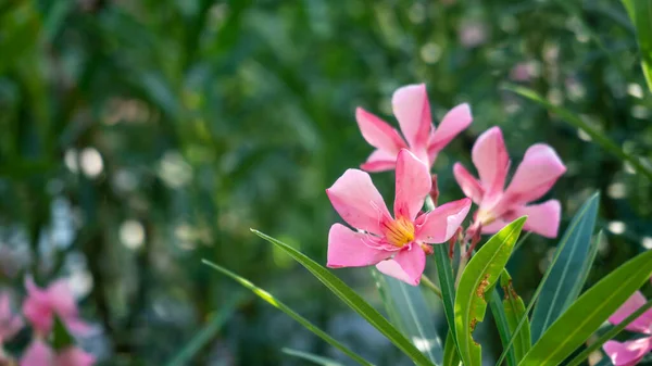 美丽盛开的花朵的近景 — 图库照片