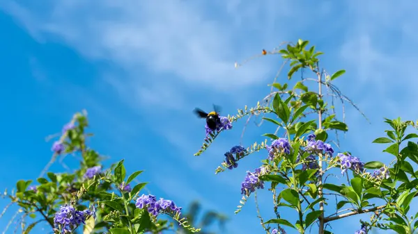 Schöner Schmetterling Auf Der Blume — Stockfoto