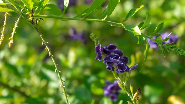 Vista Vicino Bellissimi Fiori Fiore — Foto Stock