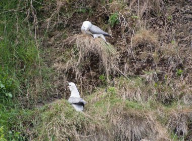 Fulmar deniz kuşları kayalıklarda yuvalanır