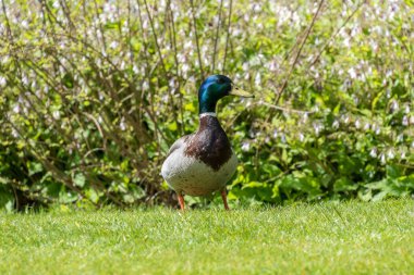 Mallard Duck yürüyen arka plan görüntüsü