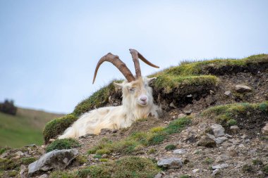 Vahşi Kaşmir Keçi arkaplan görüntüsü