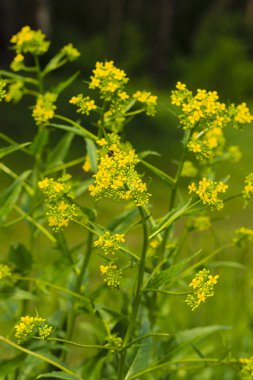 Güzel çiçeklerin güzel manzarasını kapat.