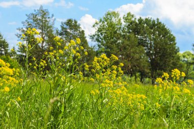 Çiçekler çok güzel. Yaz zamanı.