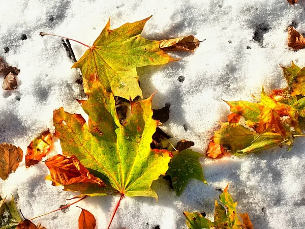Fallen Green Orange Dry Maple Leaf Beech Leaf Snow — Stock Photo, Image